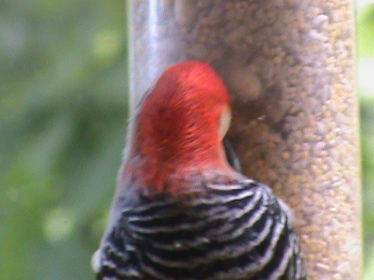 Red Bellied Woodpecker Head
